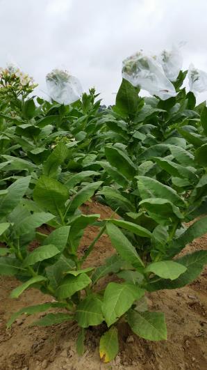PLANT